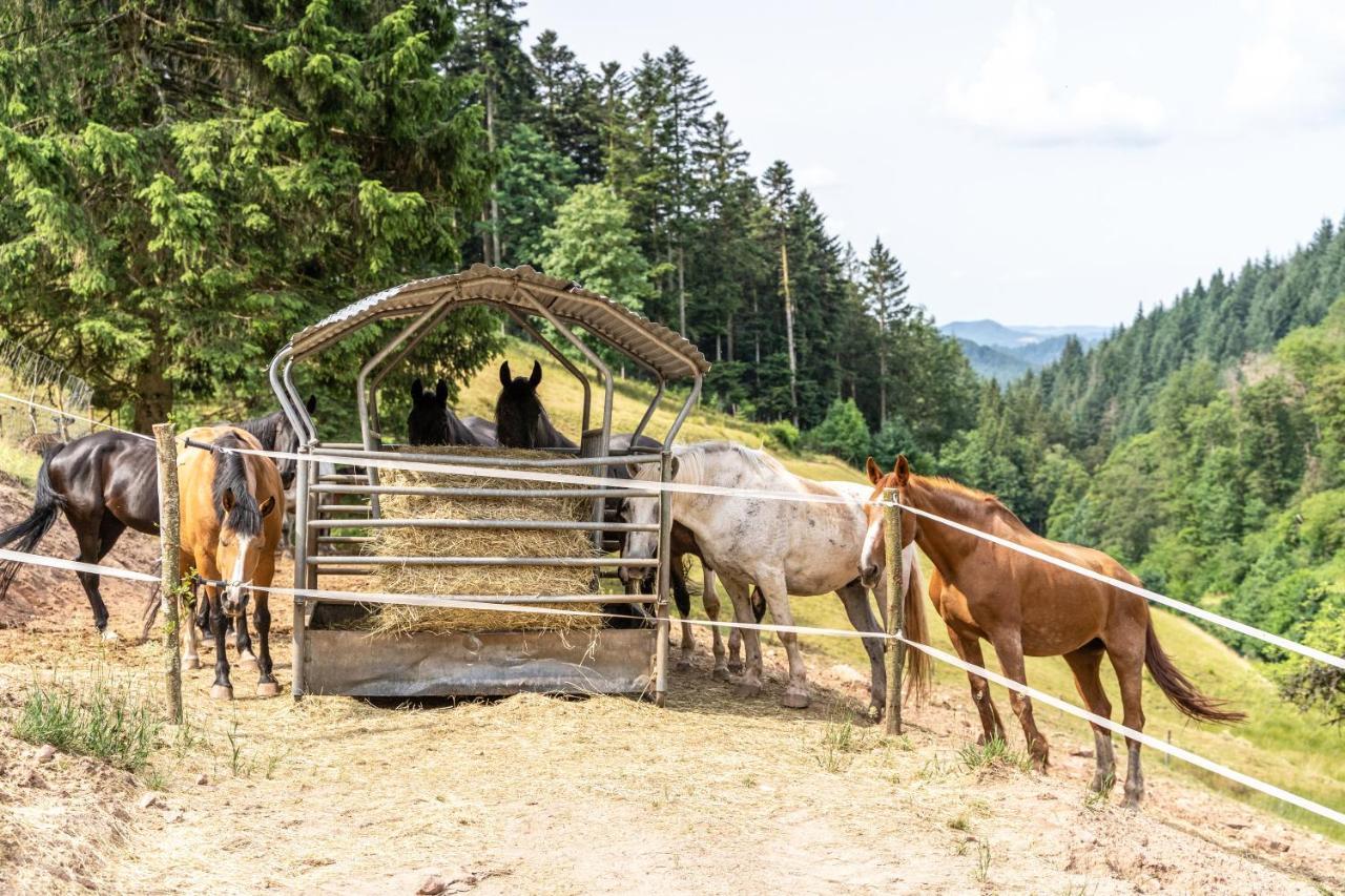 Ferienhaus Giessler Nordrach Esterno foto